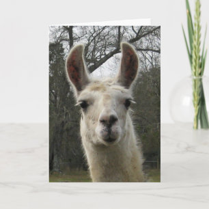 Blank Llama Greeting Card
