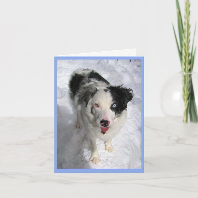 blank note card Australian Shepherd in snow (Front)