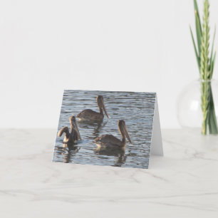 Blank Note Card—Pelicans Card