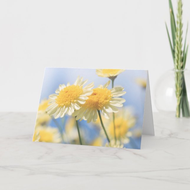 Blank Note Card - Sunlit Yellow Marguerite Daisy (Front)