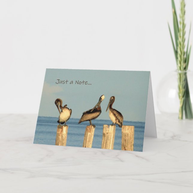 Blank Note Card with Brown Pelicans (Front)