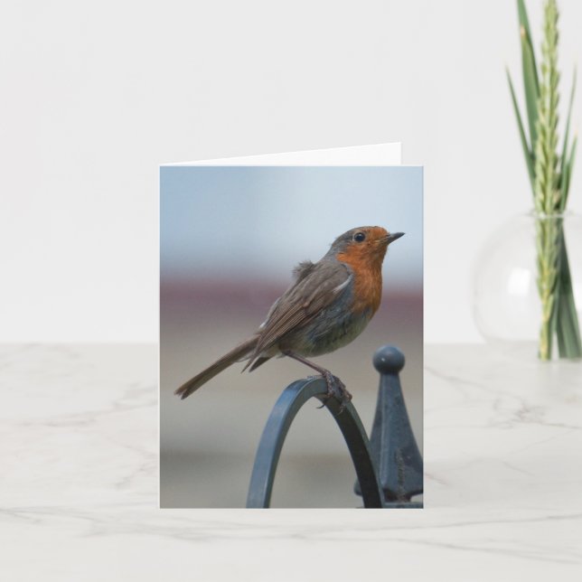 Blank Notecard with British Robin (Front)
