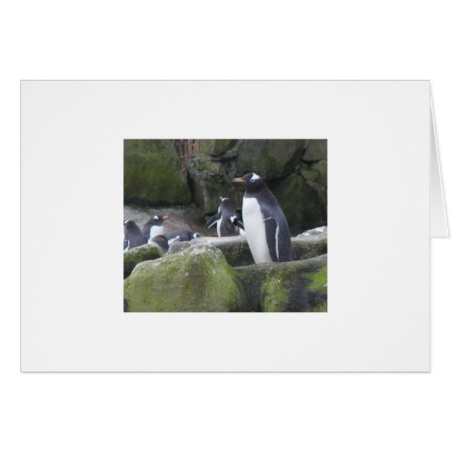 Blank Penguin Card (Front Horizontal)
