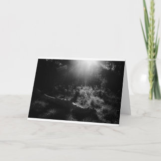 Blank photography card - Light through trees