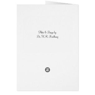 Blank Red Rose