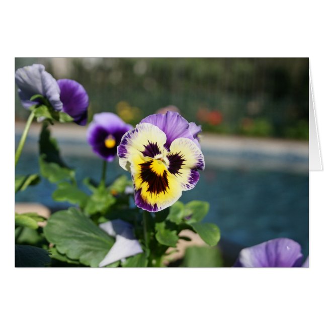 Blank, Viola (Front Horizontal)