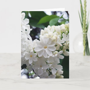 Blank White Lilac Card