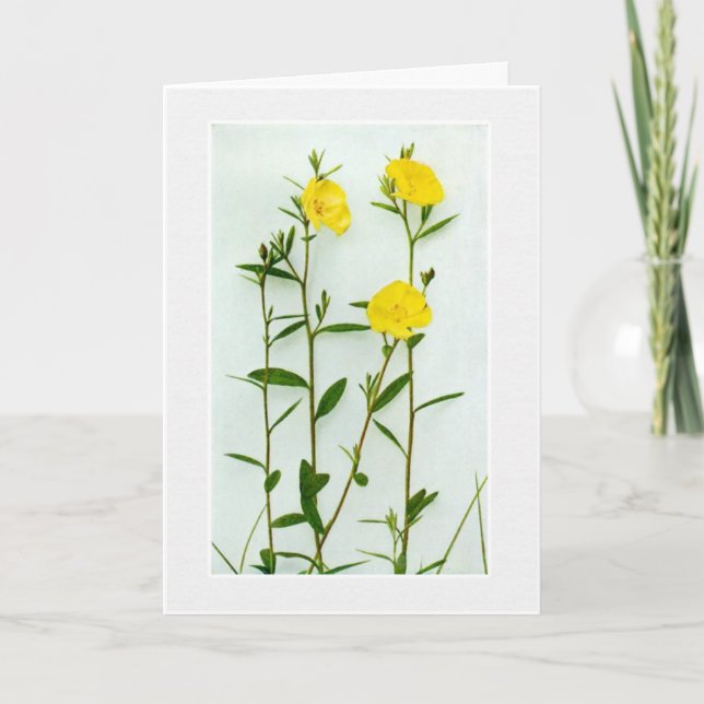 Blank Yellow poppies greeting card (Front)