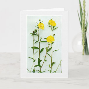 Blank Yellow poppies greeting card