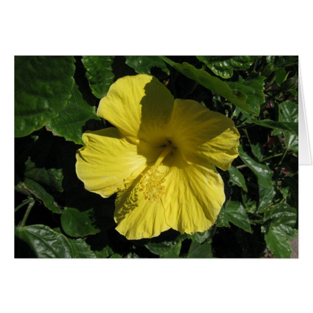 Blank_Yellow Shadow (Front Horizontal)
