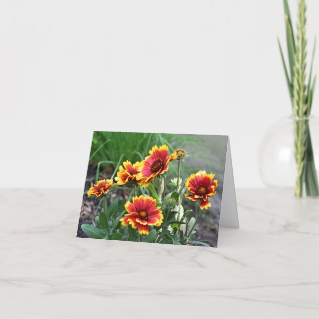 Blanket Daisy Flower Photography  Note Card (Front)
