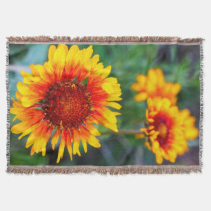 Blanket flower aka brown eyed susan in Glacier