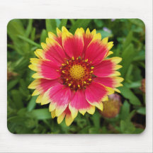 Blanket Flower