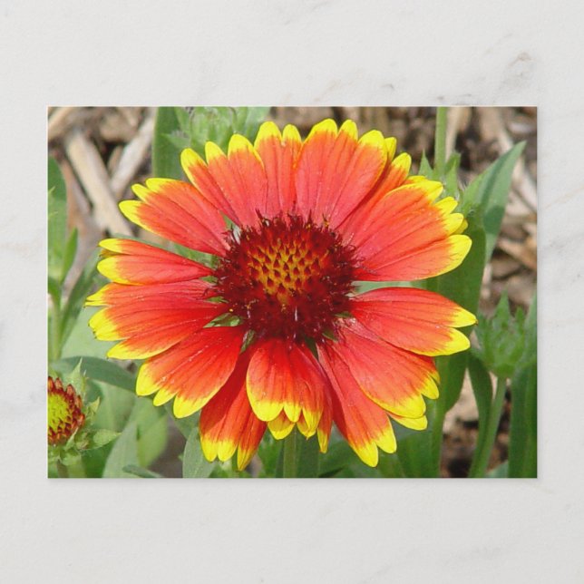 Blanket Flower Postcard (Front)