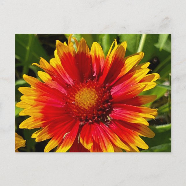 Blanket Flower Postcard (Front)