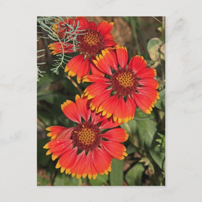 Blanket Flowers Postcard (Front)