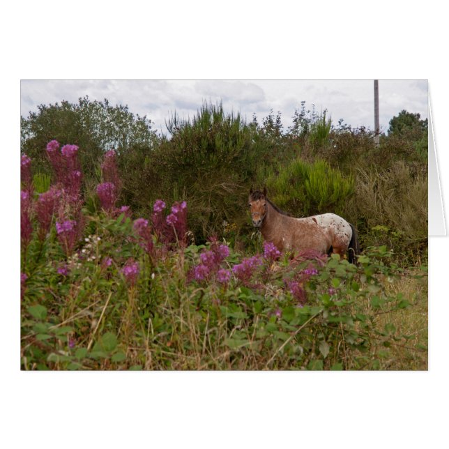  blanket spotted pony (Front Horizontal)