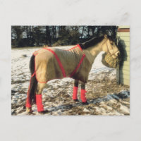 Blanketed Horse in Winter