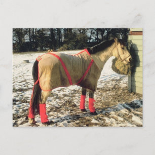 Blanketed Horse in Winter Postcard