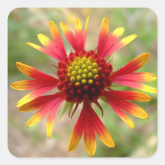 Blanketflower desert wildflower Gaillardia Square Sticker