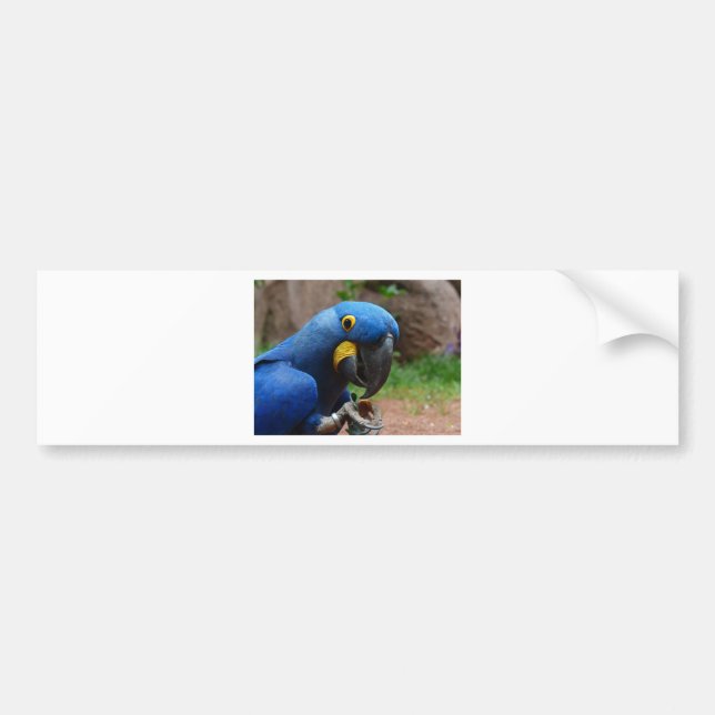 blauaras parrot bumper sticker (Front)