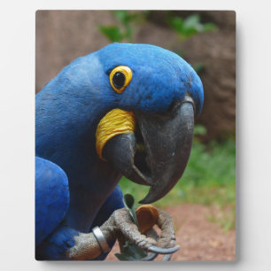 blauaras parrot plaque