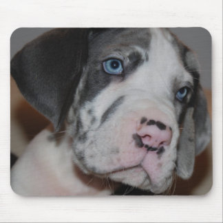 Blaue Augen Doggenwelpe Mouse Pad