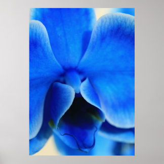 Blaue Orchidee Poster