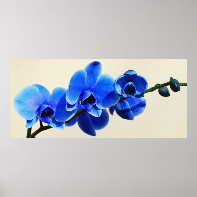 Blaue Orchideen Poster (Front)