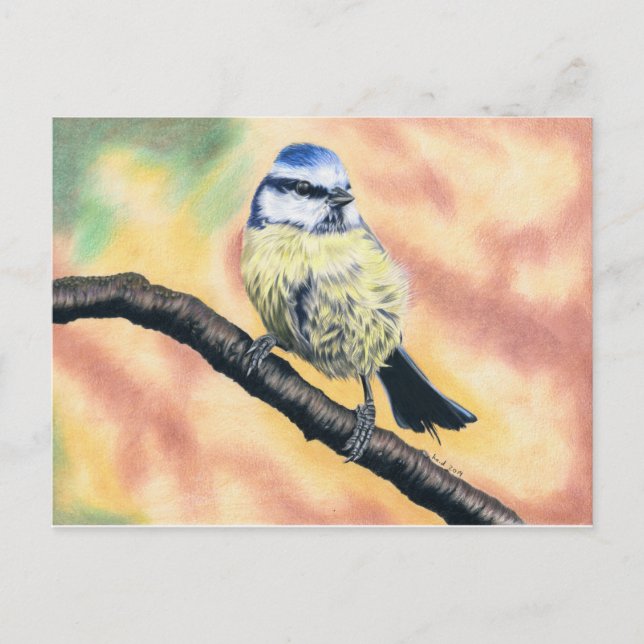 Blaumeise - Farbstiftzeichnung Postcard (Front)