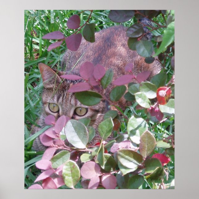 Blaze Cat Eyes Poster (Front)