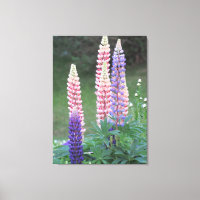 Blazing star flowers