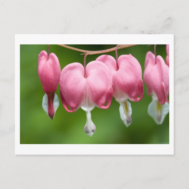 bleeders breather postcard (Front)