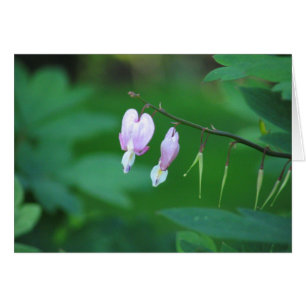 Bleeding heart
