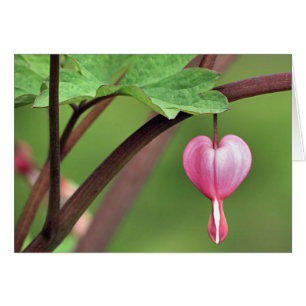 Bleeding Heart