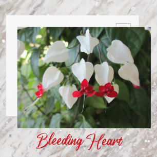 Bleeding Heart Botanical Floral Photographic Postcard