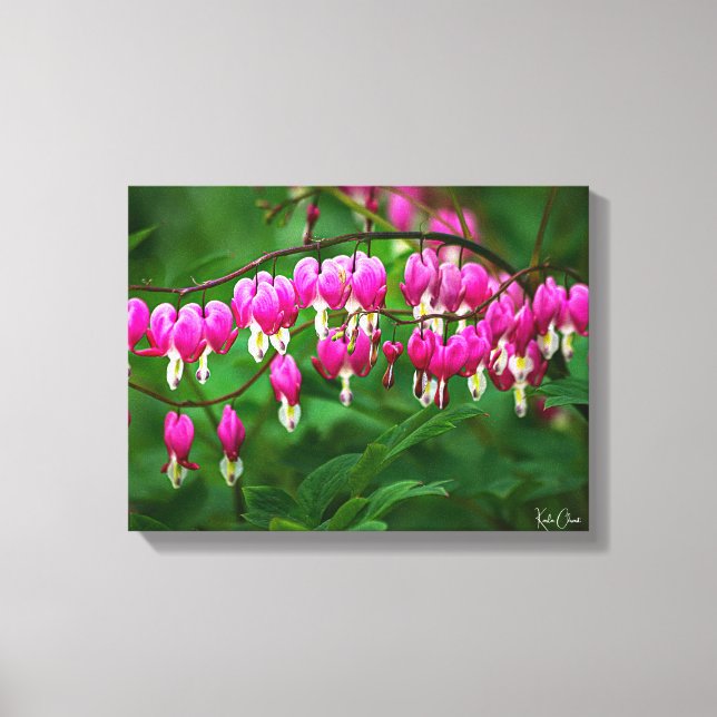 Bleeding Heart Canvas Print (Front)