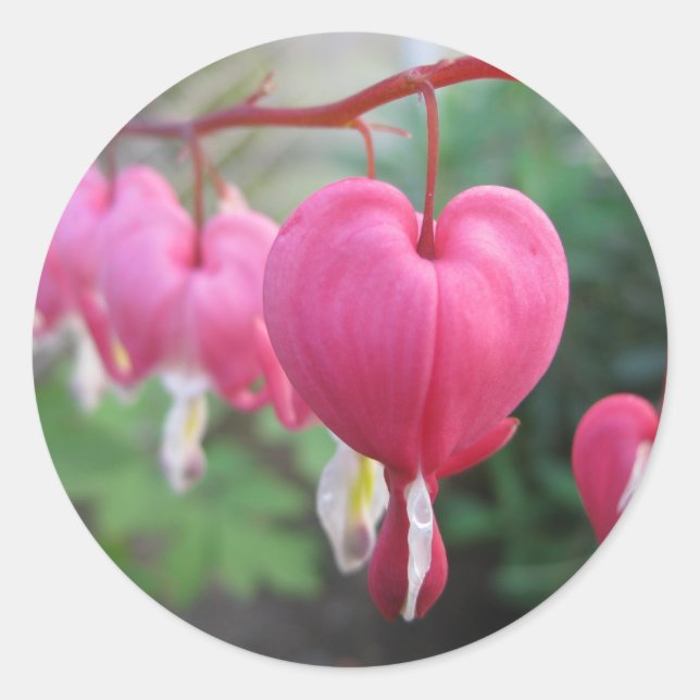 Bleeding Heart (Dicentra) Classic Round Sticker (Front)