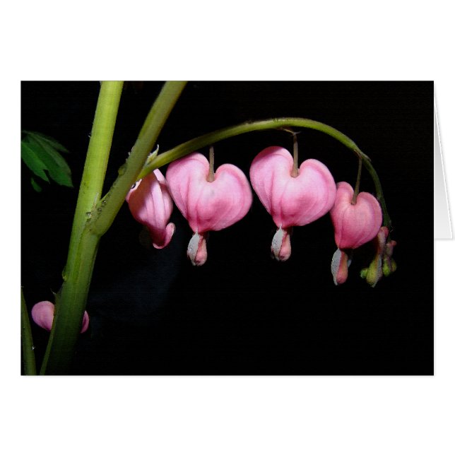 Bleeding Heart Flowers Card (Front Horizontal)