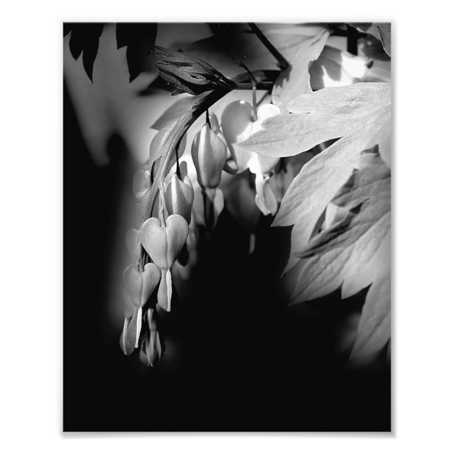 Bleeding Heart Flowers In Black And White 8x10 Photo Print (Front)