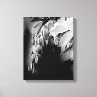 Bleeding Heart Flowers In Black And White