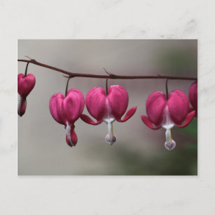 Bleeding Heart Flowers Postcard
