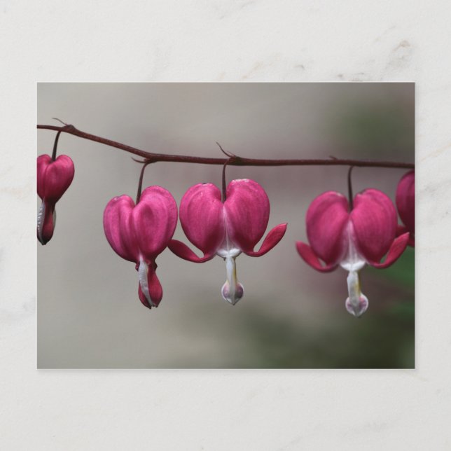 Bleeding Heart Flowers Postcard (Front)