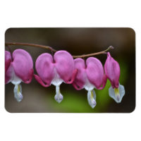Bleeding Heart Large Magnet