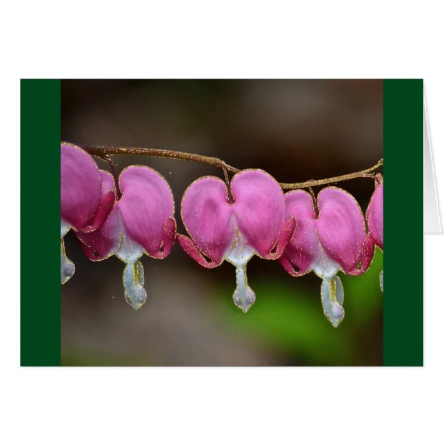 Bleeding Heart Valentine Card (Front Horizontal)