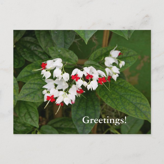 Bleeding Heart Vine Postcard (Front)