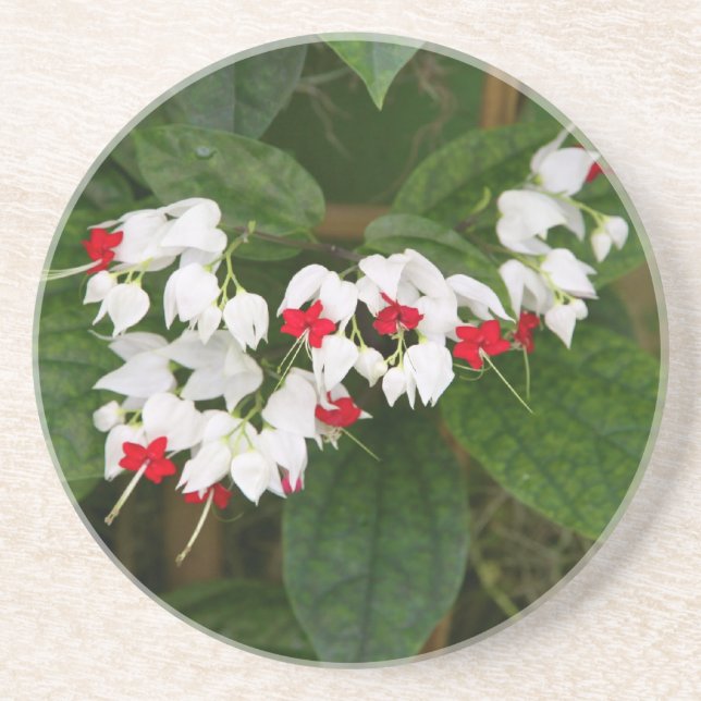 Bleeding Heart Vine Sandstone Drink Coaster (Front)