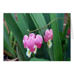 Bleeding Hearts