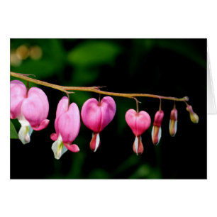 Bleeding Hearts