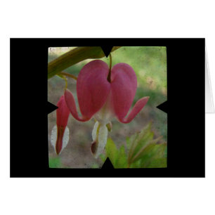 Bleeding Hearts